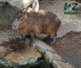 the capybara