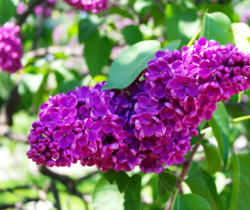 Central Botanical garden in minsk